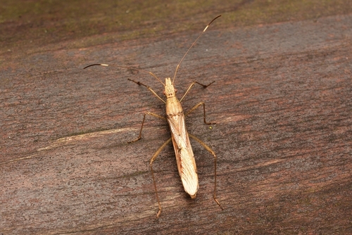 Joonkh Insect Photo 601206521, (c) WonGun Kim, all rights reserved, uploaded by ...