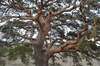 Scots Pine - Photo (c) mustafa gökmen, all rights reserved, uploaded by mustafa gökmen