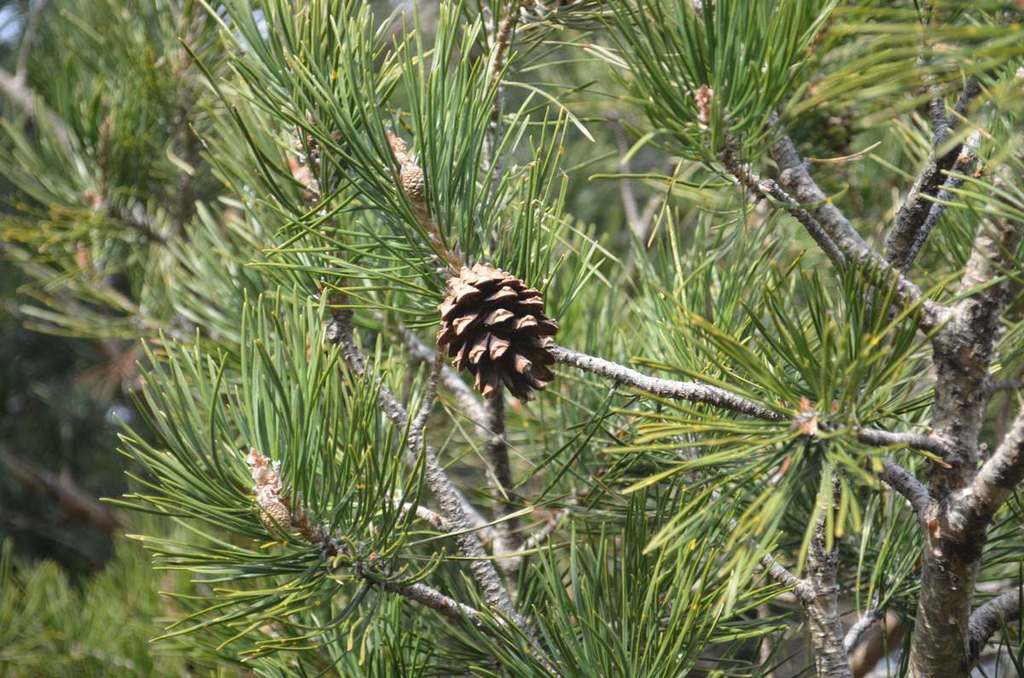 Pinus sylvestris