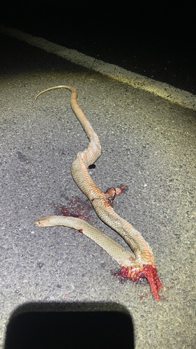 Eastern Brown Snake sighting