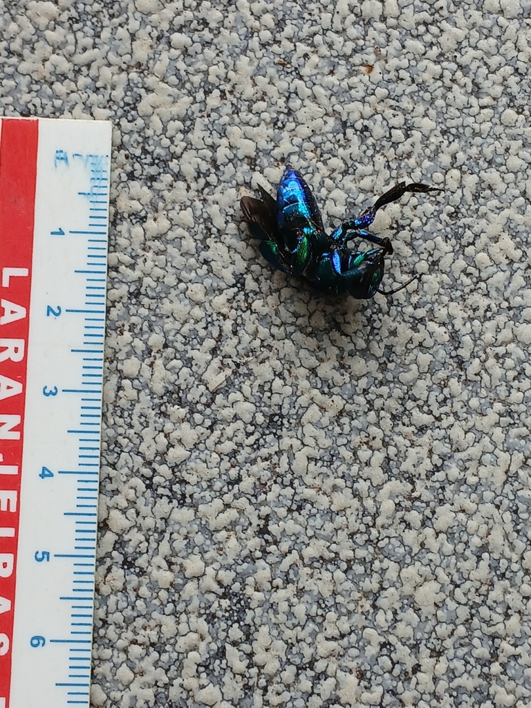 Bee Azul Cuckoo-Orchid bees from Praia Vermelha, Ubatuba - SP, Brasil on ...