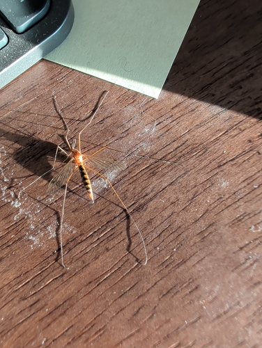 Unknown species found near Weybridge, VT 05753, USA