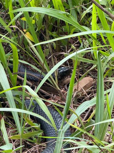 Red-bellied Black Snake sighting