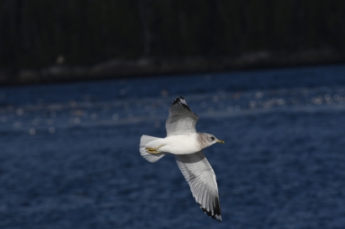 Short-billed Gull