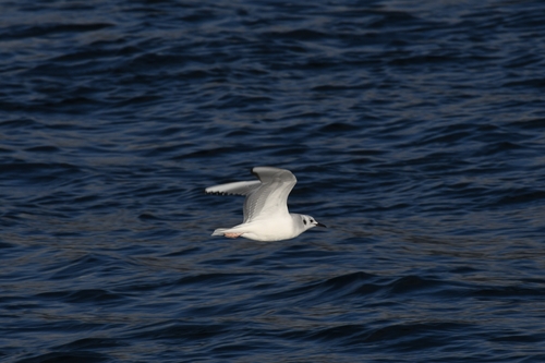 Bonaparte's Gull
