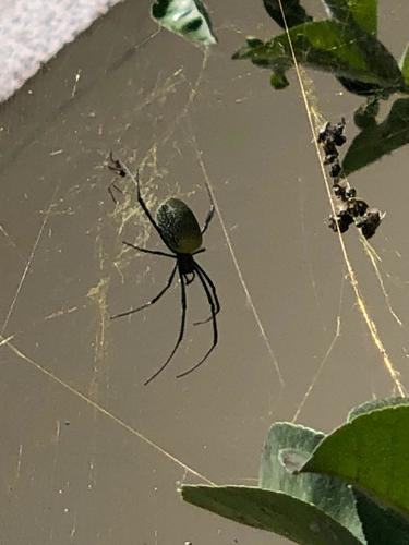Hairy Golden Orb-weaving Spider