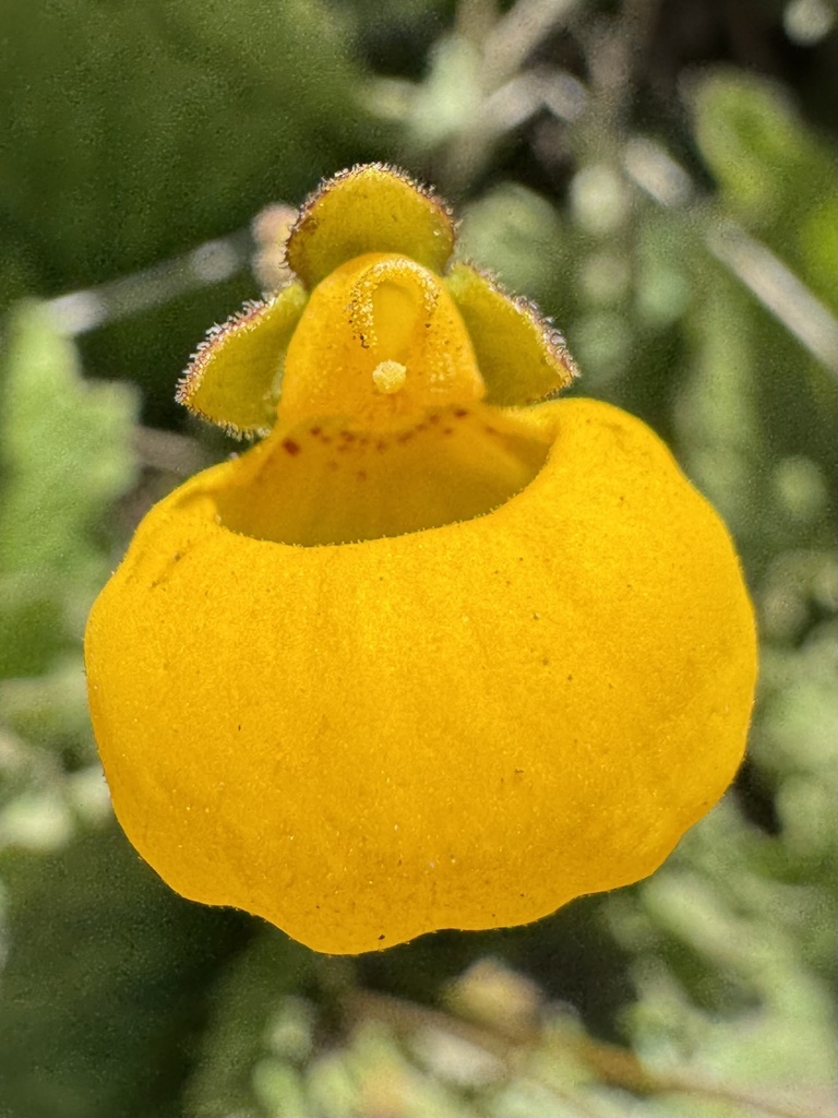 Calceolaria