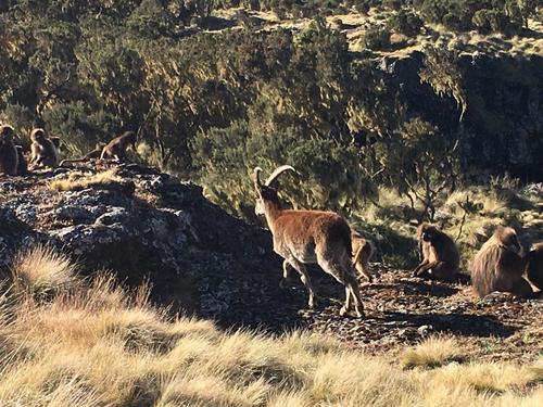Walia Ibex