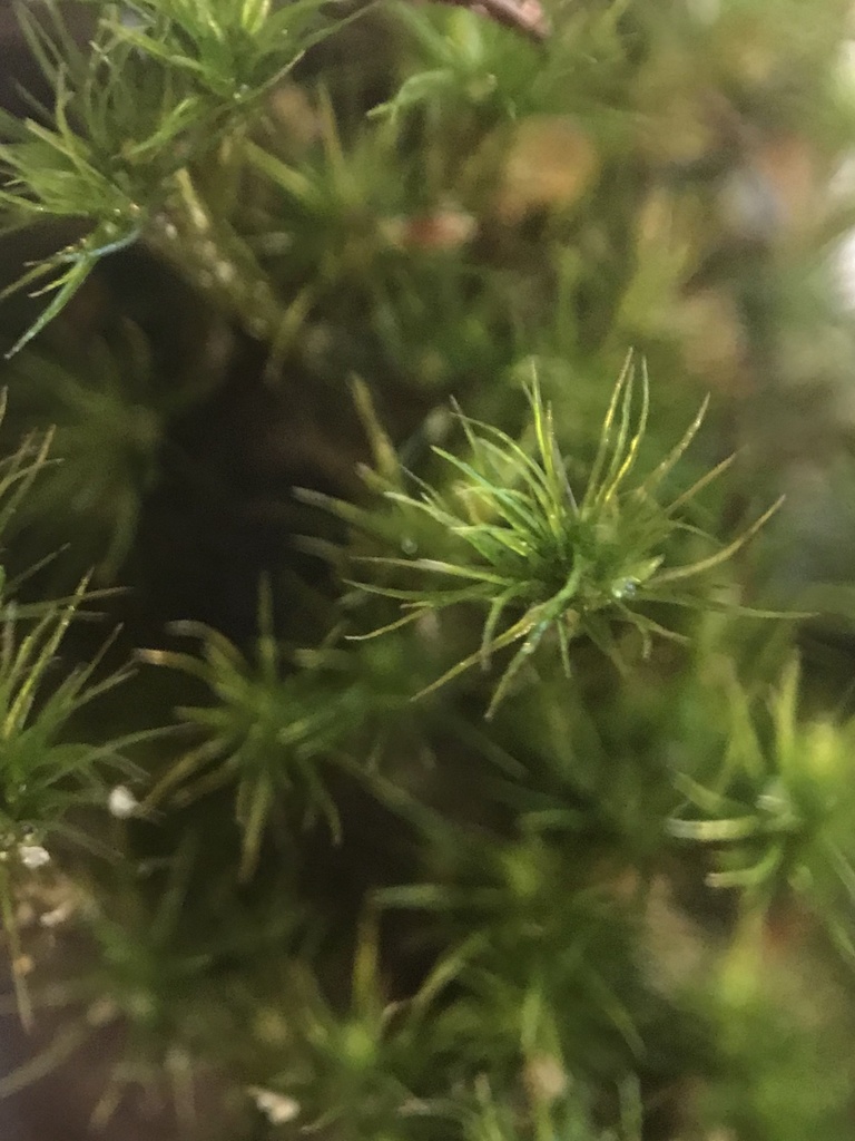 Campylopus surinamensis (Campylopus surinamensis)