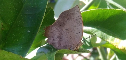 Common Acacia Blue