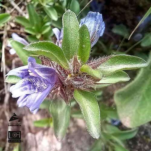 Dyschoriste boliviana