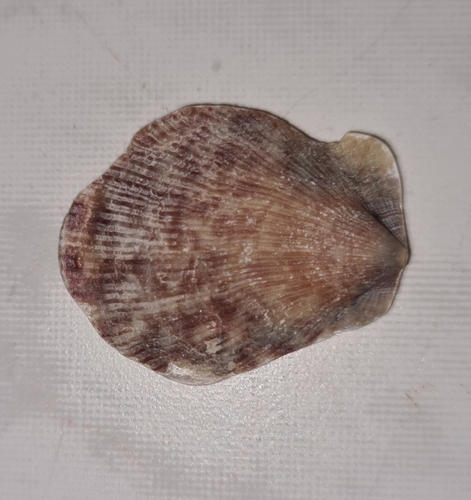 Talochlamys pusio