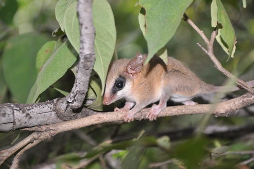 Dryland Mouse Opossum (Marmosa xerophila) — Vulnerable Mammalia