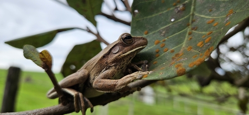 Chaco Tree Frog