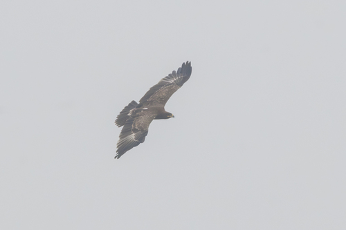Greater Spotted Eagle