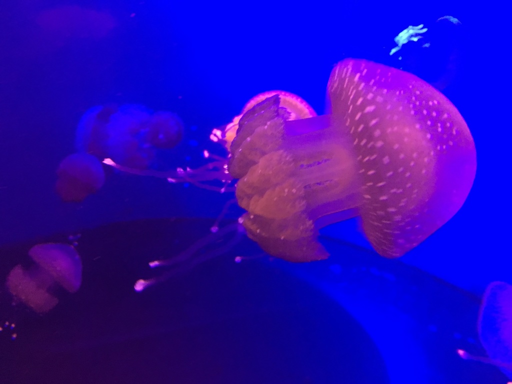 Phyllorhiza punctata<br>01 November, 2018