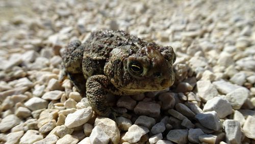 Canadian Toad