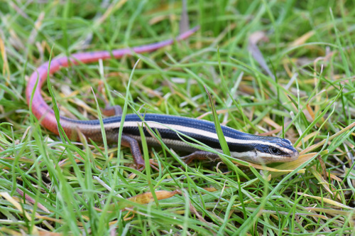 Gilbert's Skink