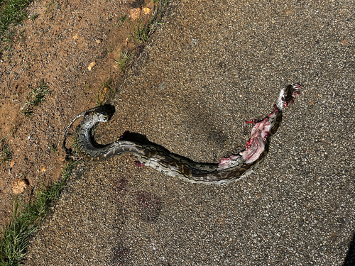 Southern African Python
