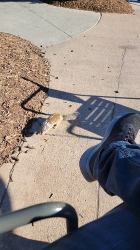 Franklin's Ground Squirrel observed by alexandhannah