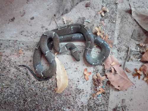 Black-banded Cat-eyed Snake