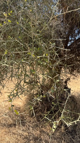 simple-thorned greenthorn