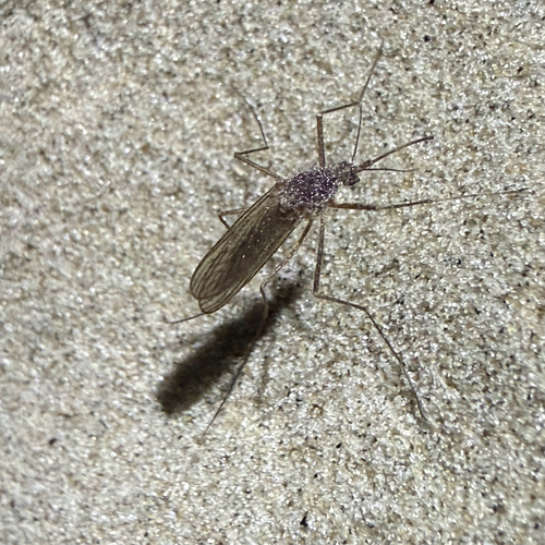 Unknown species found near SH-87 S, Galveston, TX, US