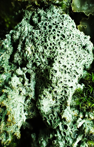 Heppia lutosa