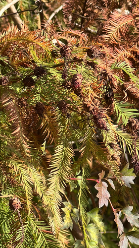 Unknown species found near Allen Pkwy, Houston, TX, US