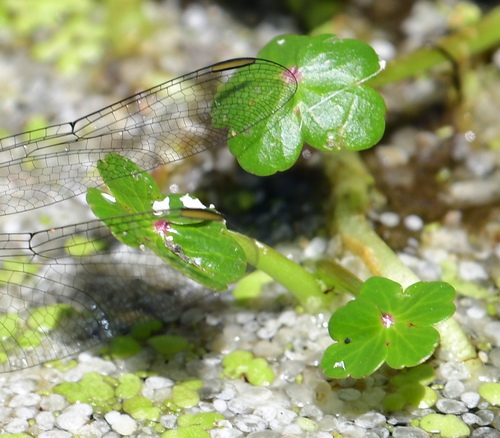 floating marsh pennywort