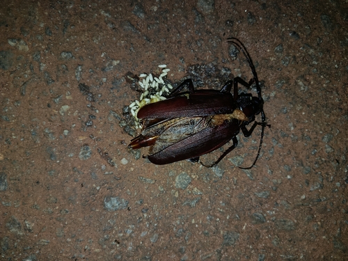 Ctenoscelis coeus