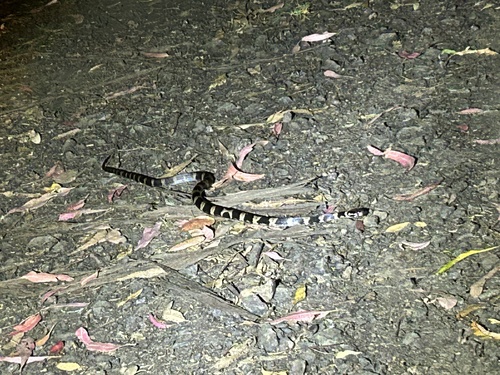 Stephens' Banded Snake sighting