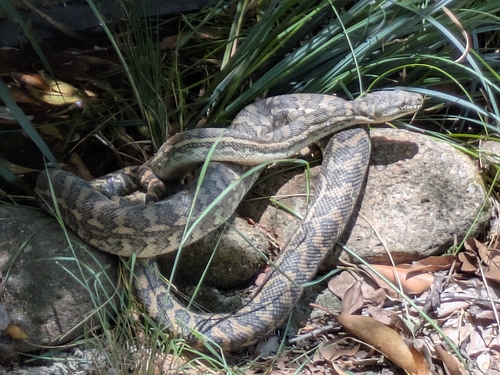 Coastal Carpet Python sighting