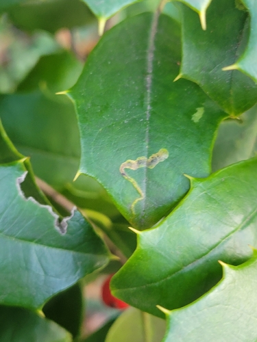 Unknown species found near Montgomery County, US-MD, US