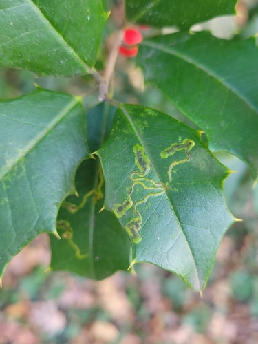 Unknown species found near Montgomery County, US-MD, US