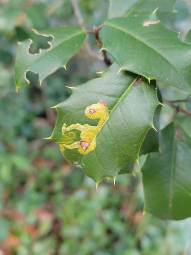Unknown species found near Montgomery County, US-MD, US