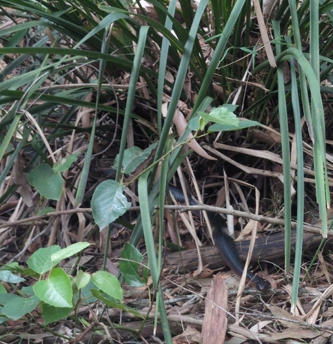 Red-bellied Black Snake sighting