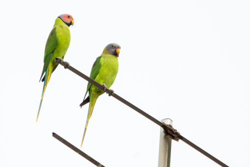 Blossom-headed Parakeet