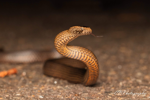 Golden-crowned Snake sighting