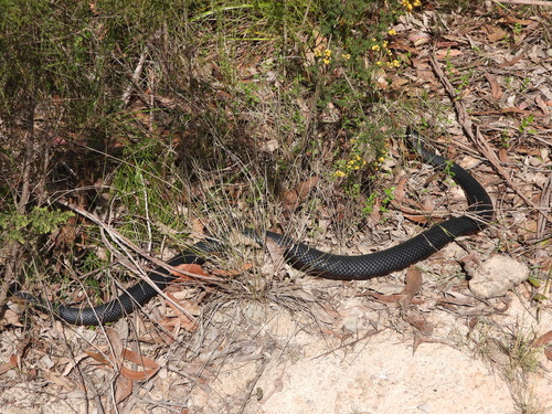 Red-bellied Black Snake sighting