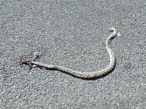 Southwestern Carpet Python sighting