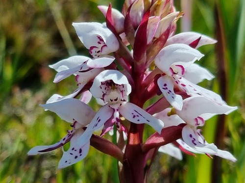 Disa subtenuicornis