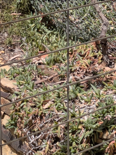 Eastern Brown Snake sighting