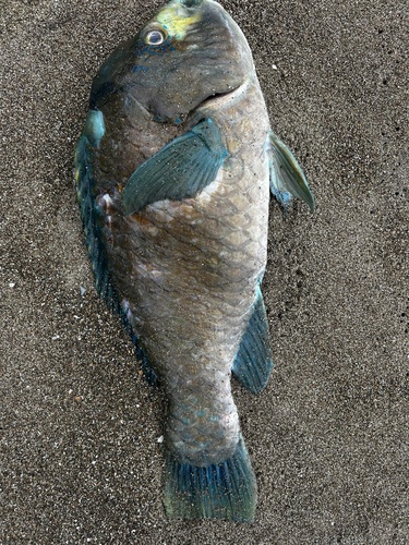 Scarus perrico
