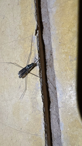 Limnogonus cereiventris