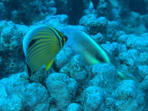 Exquisite Butterflyfish — seen at this dive site