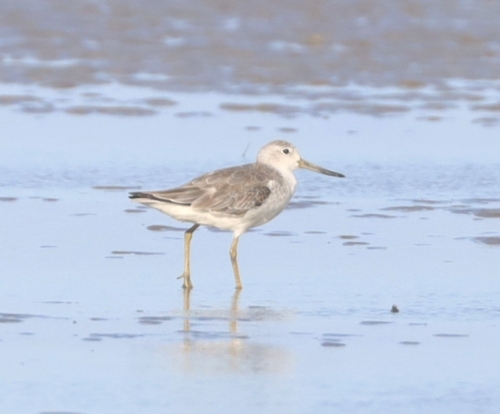 Nordmann's Greenshank