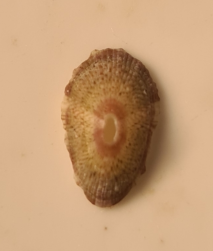 Fissurella nubecula