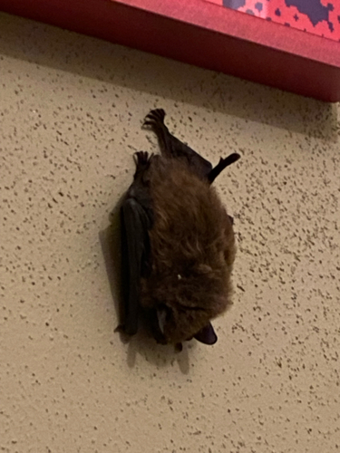 Little Brown Bat observed by acwood