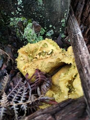 Tęgoskór cytrynowy